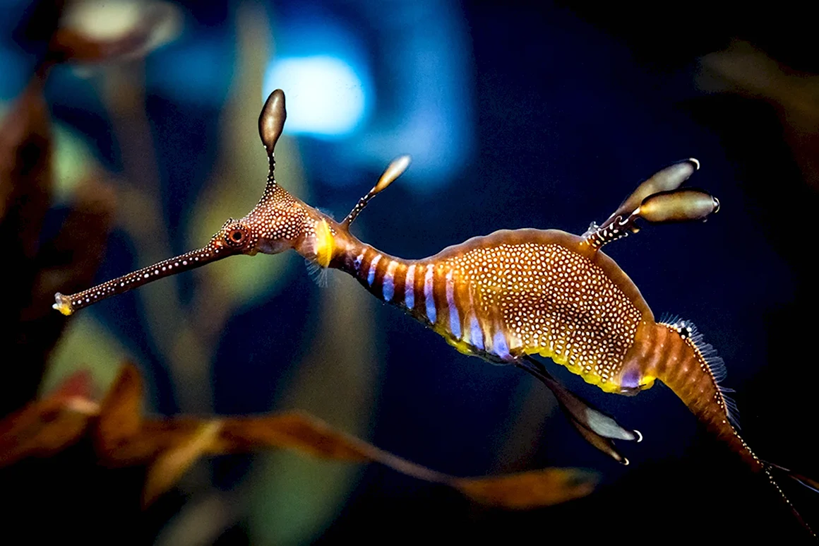 Phyllopteryx taeniolatus