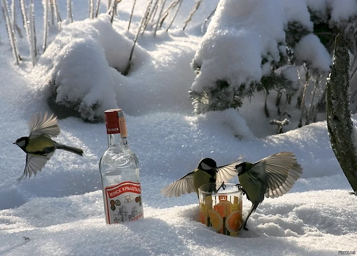 Пьяная синичка