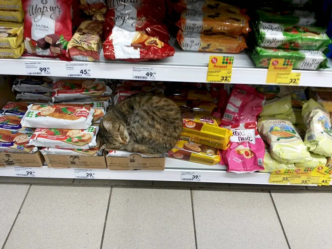 Пятерочка приколы
