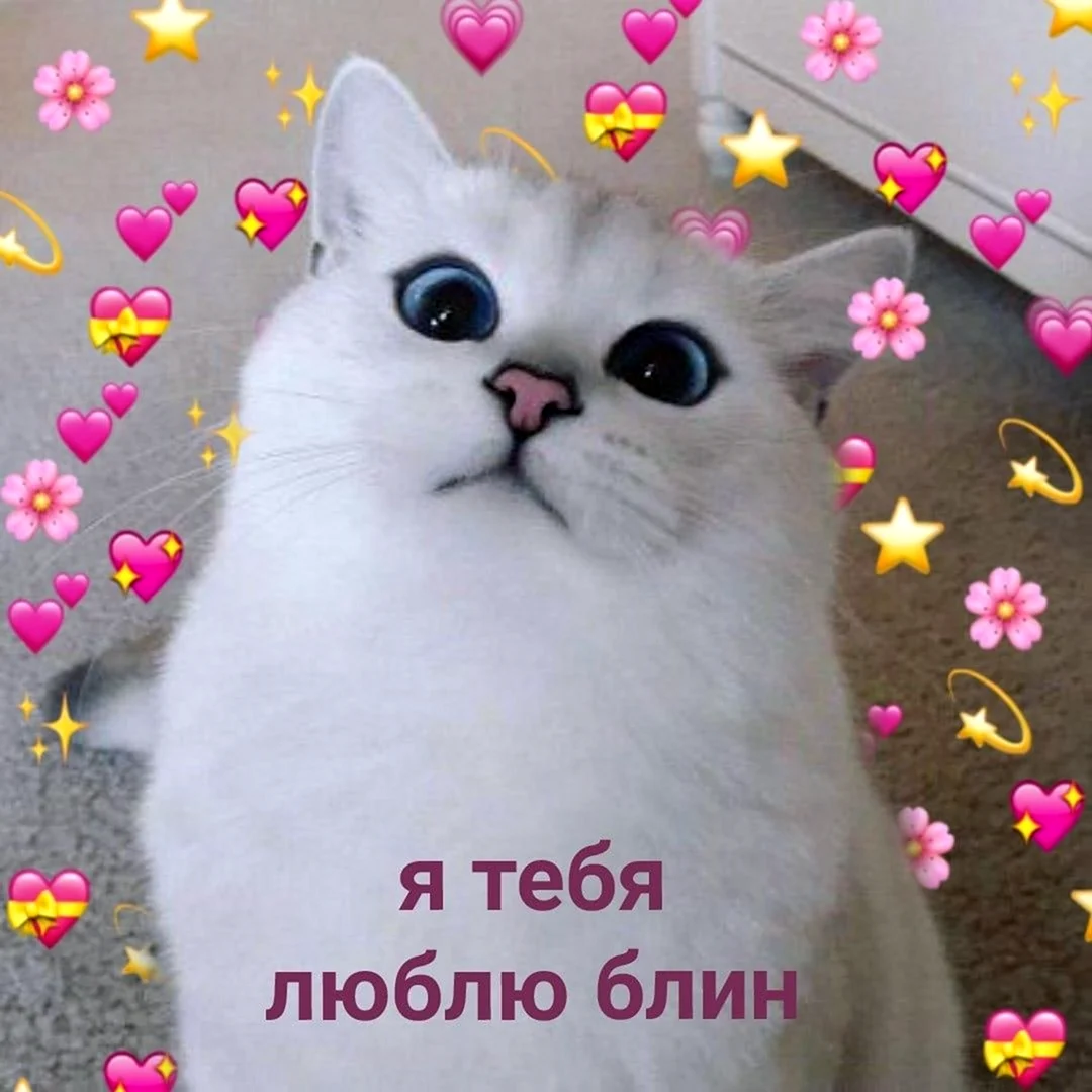 Пикчи я тебя люблю котики
