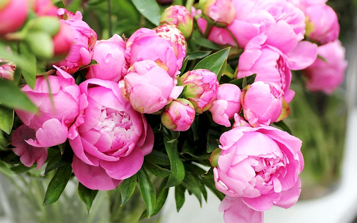 Пиони Пинк Peony Pink