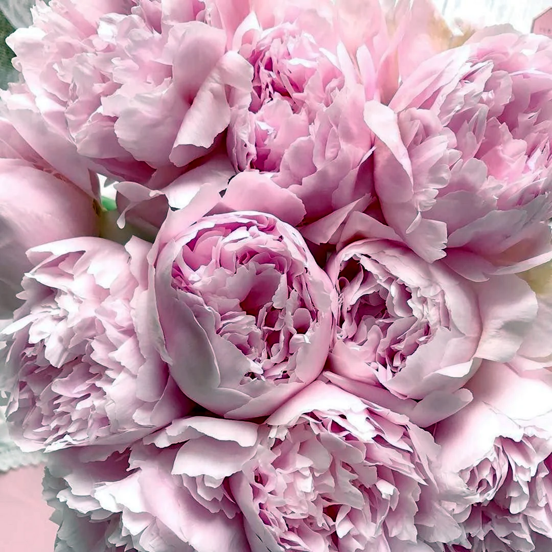Пиони Пинк Peony Pink