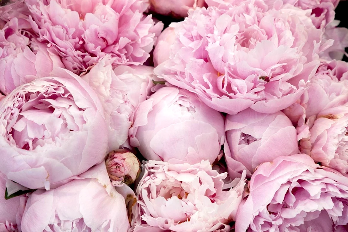 Пиони Пинк Peony Pink