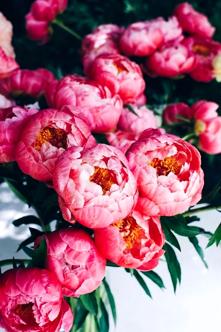Пиони Пинк Peony Pink