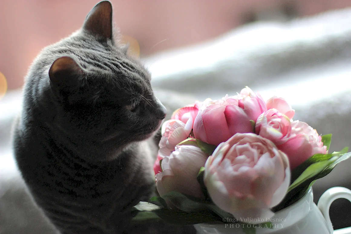 Пионы и котята