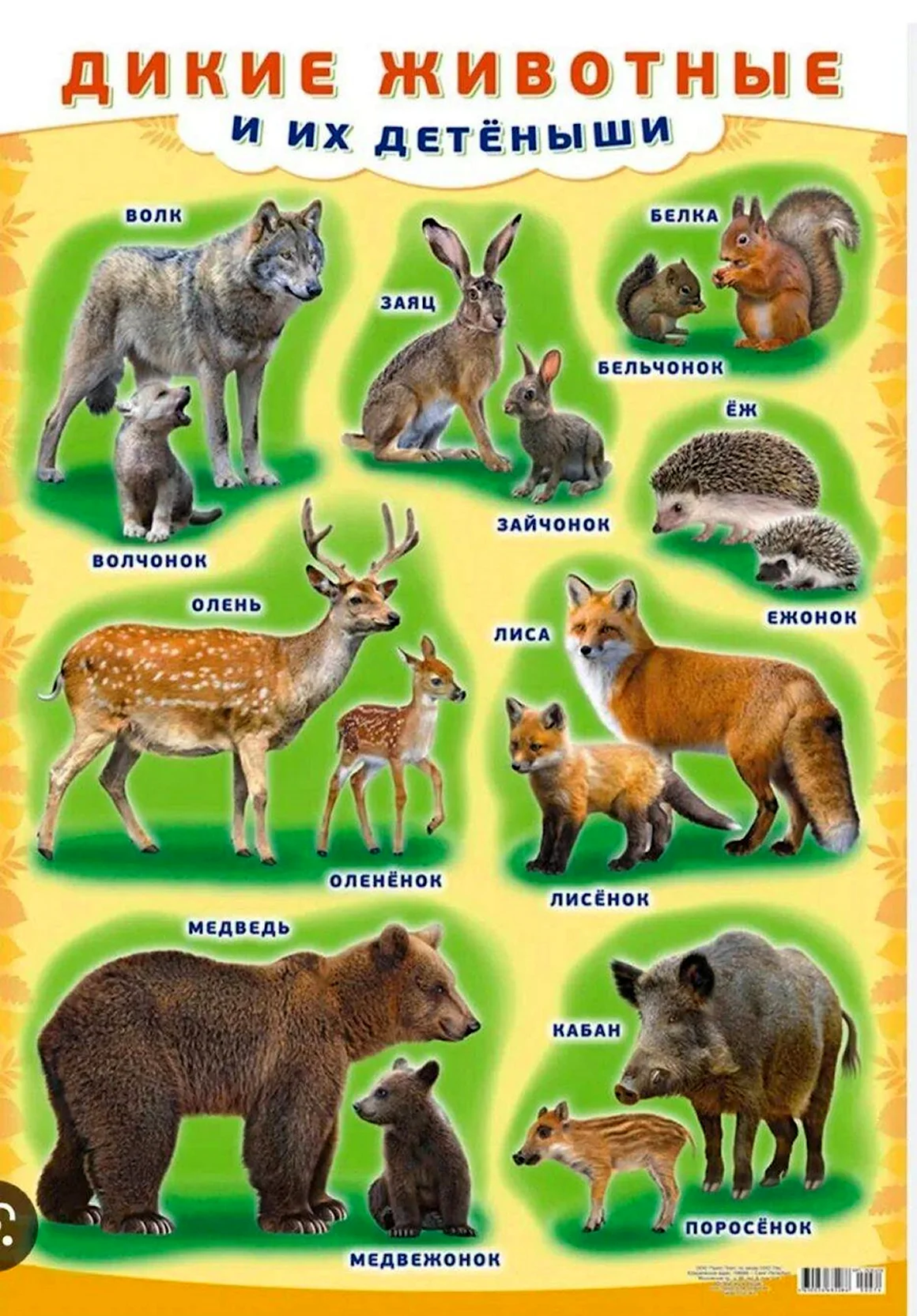 Плакат Дикие животные