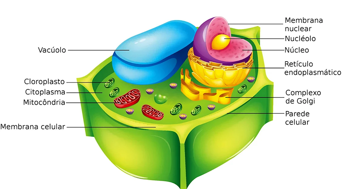 Plant Cell Anatomy