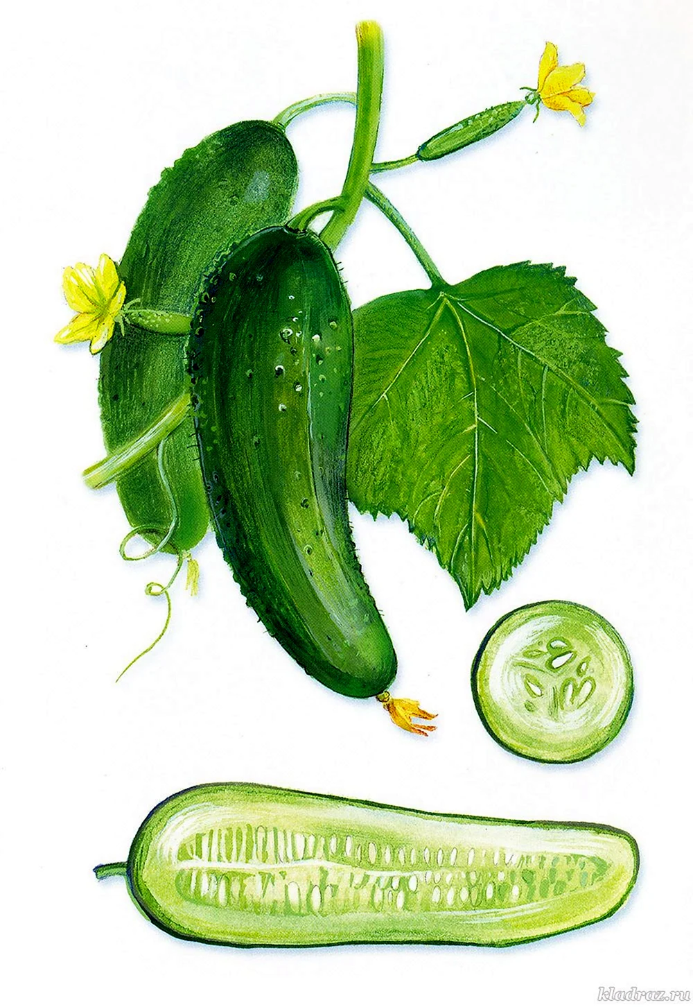 Плод Тыквина огурец