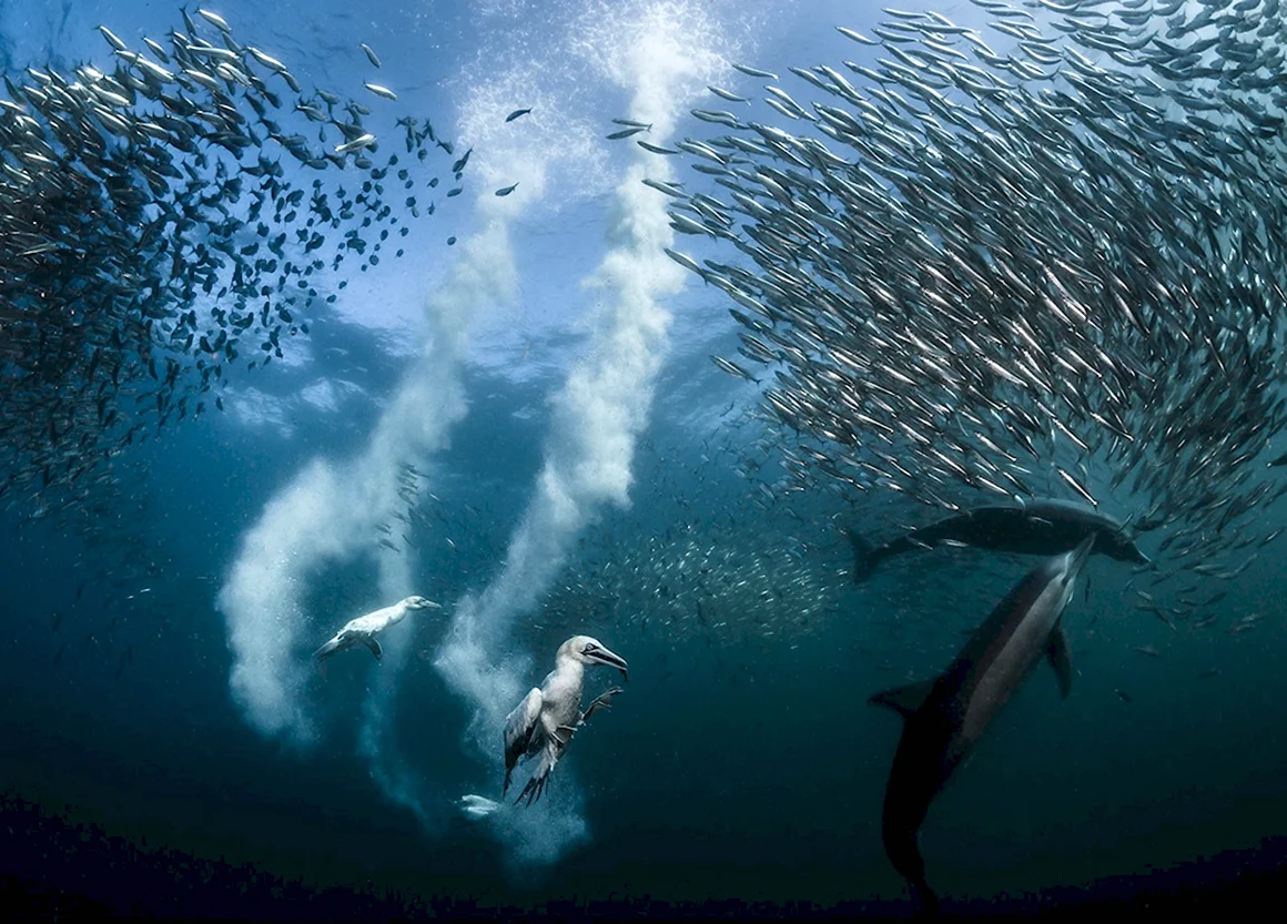 Победители фотоконкурса National Geographic