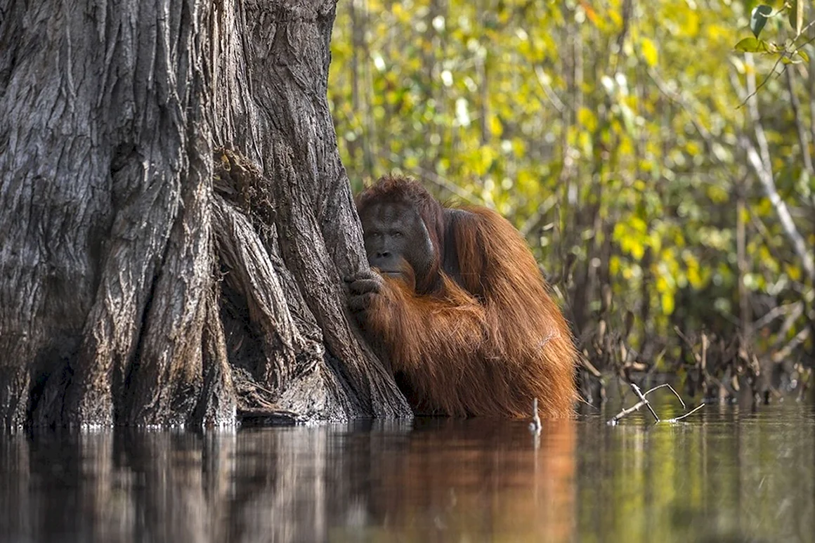 Победители фотоконкурса National Geographic