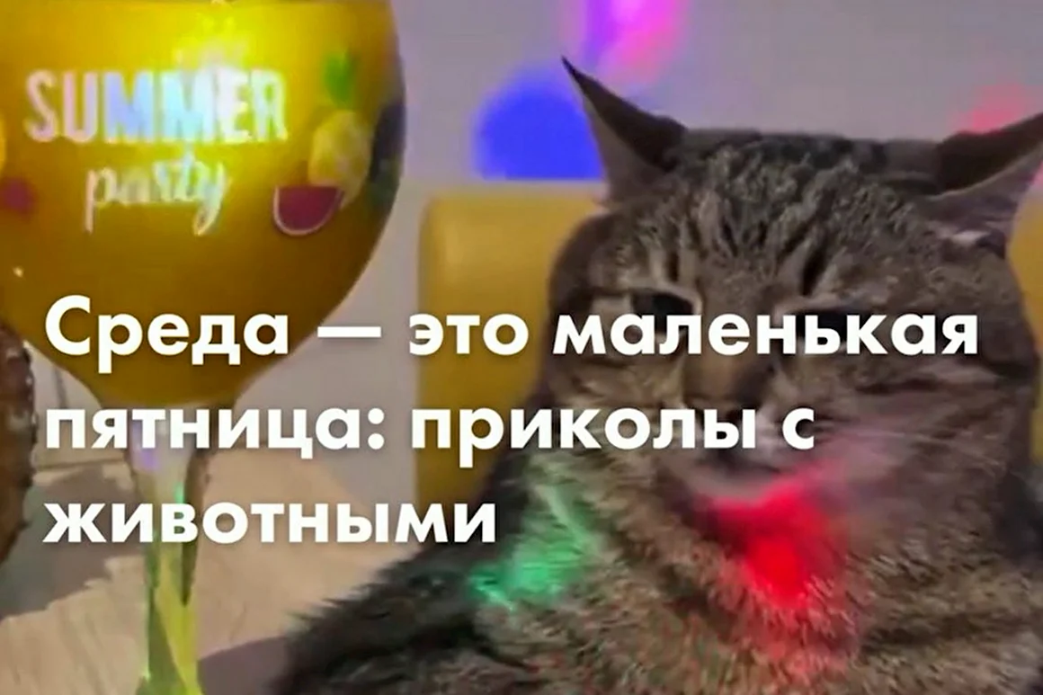 Почему кошки не откликаются на имя