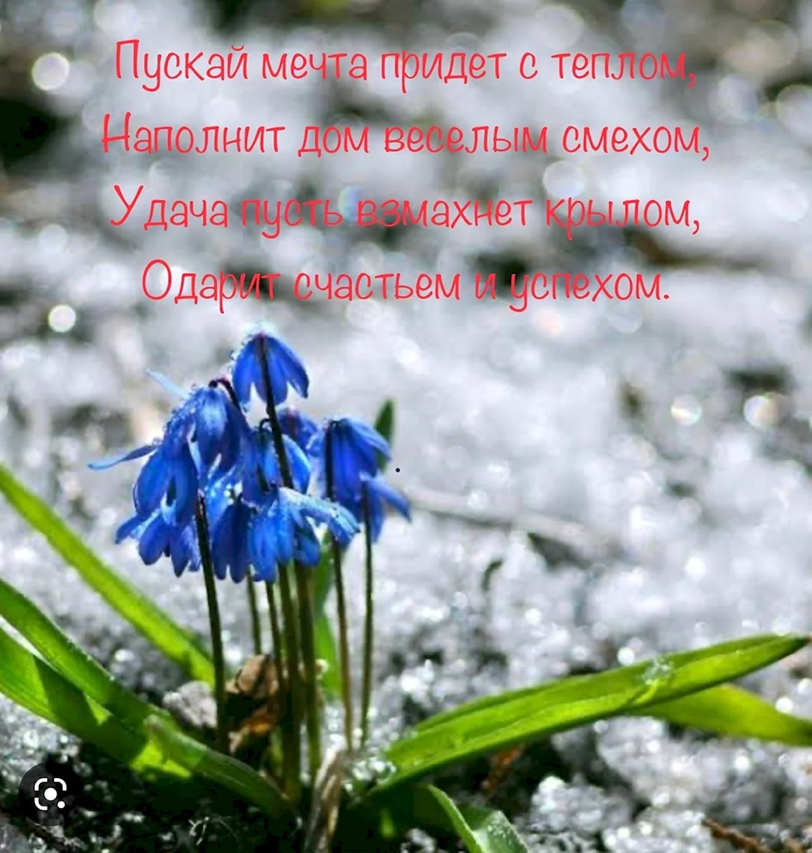 Подснежник пролеска