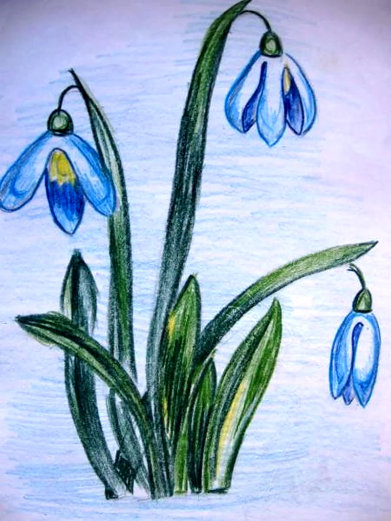 Подснежники рисунок