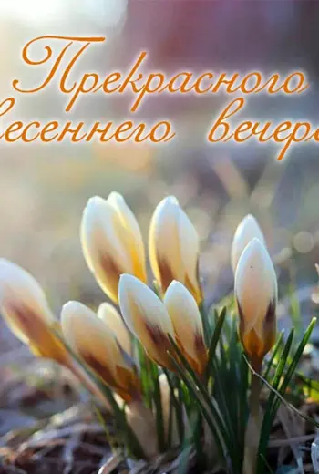Подснежники в январе