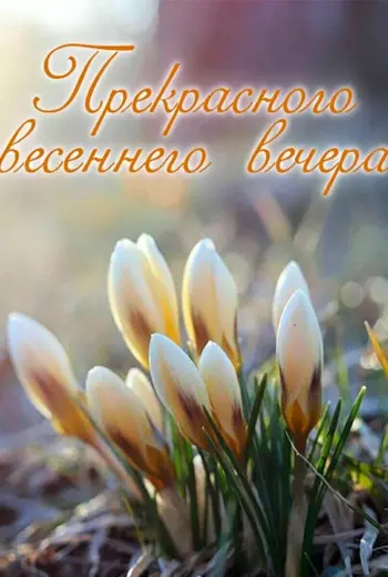 Подснежники в январе