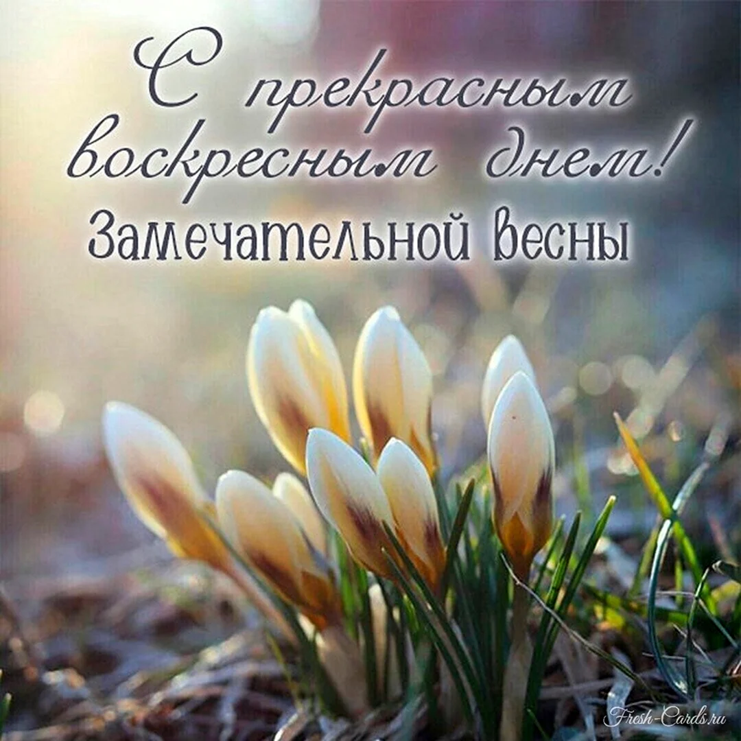 Подснежники в январе