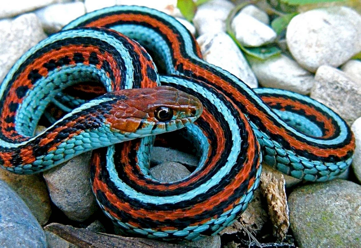 Подвязочная змея Thamnophis sirtalis