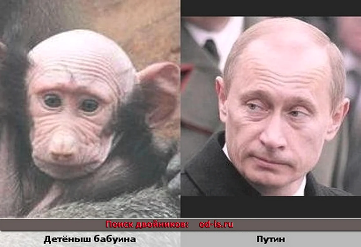 Похож на Путина