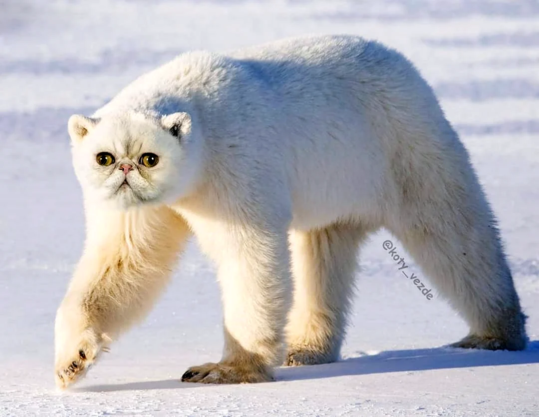 Полярный кот