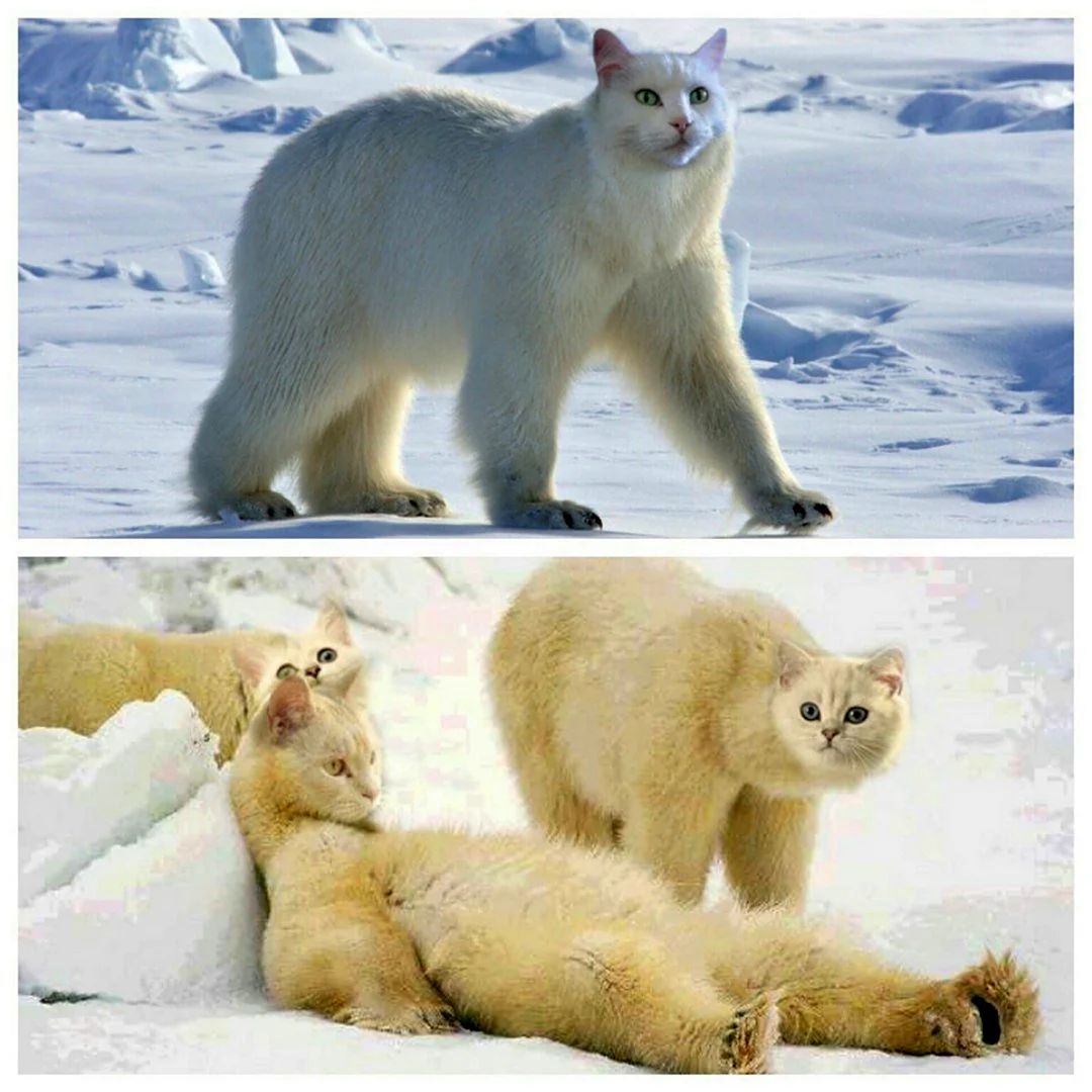 Полярный кот