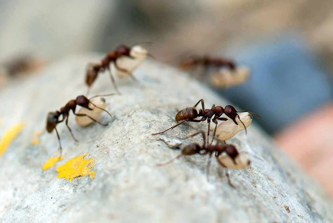 Polyergus rufescens