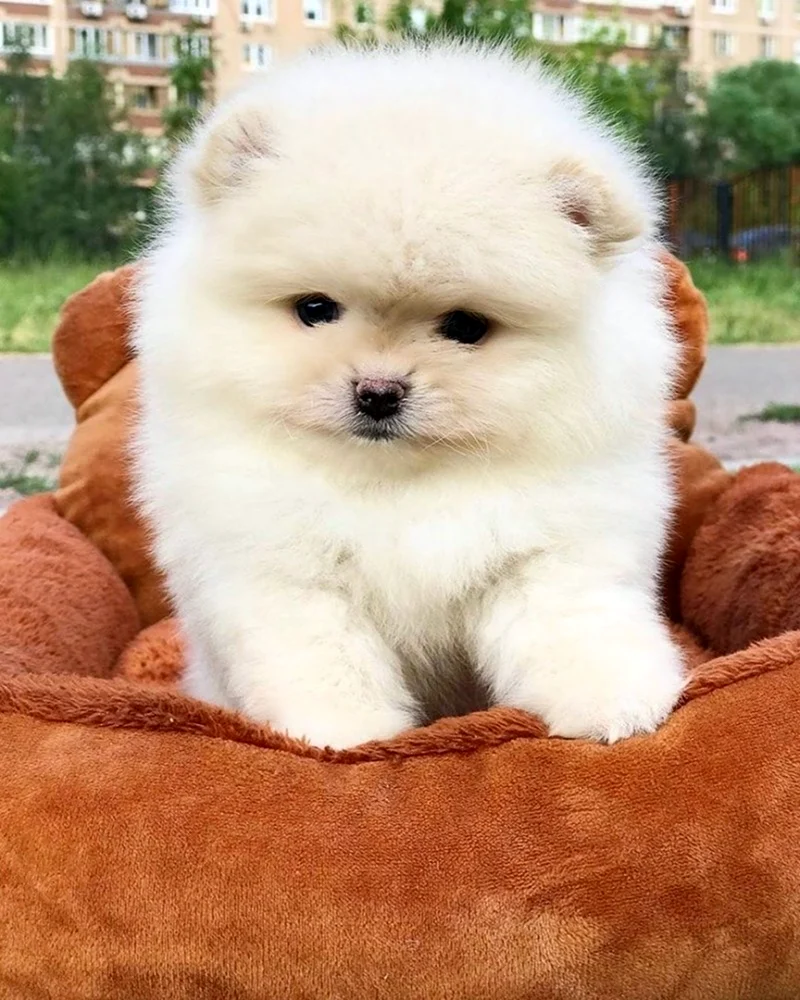 Померанский шпиц