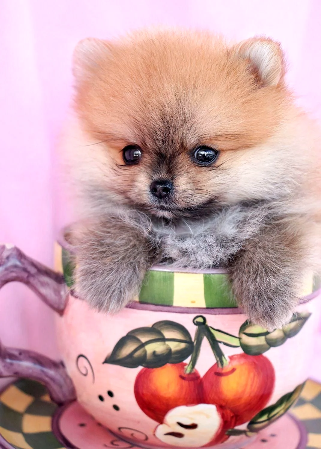 Померанский шпиц Teacup Dog