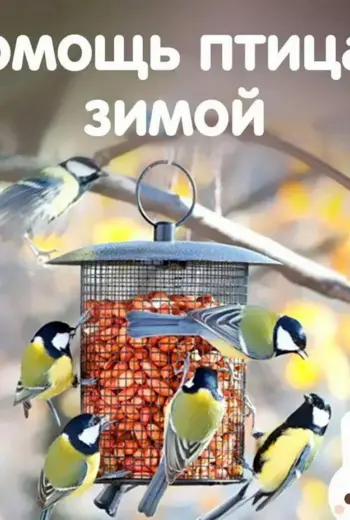 Помощь птицам зимой