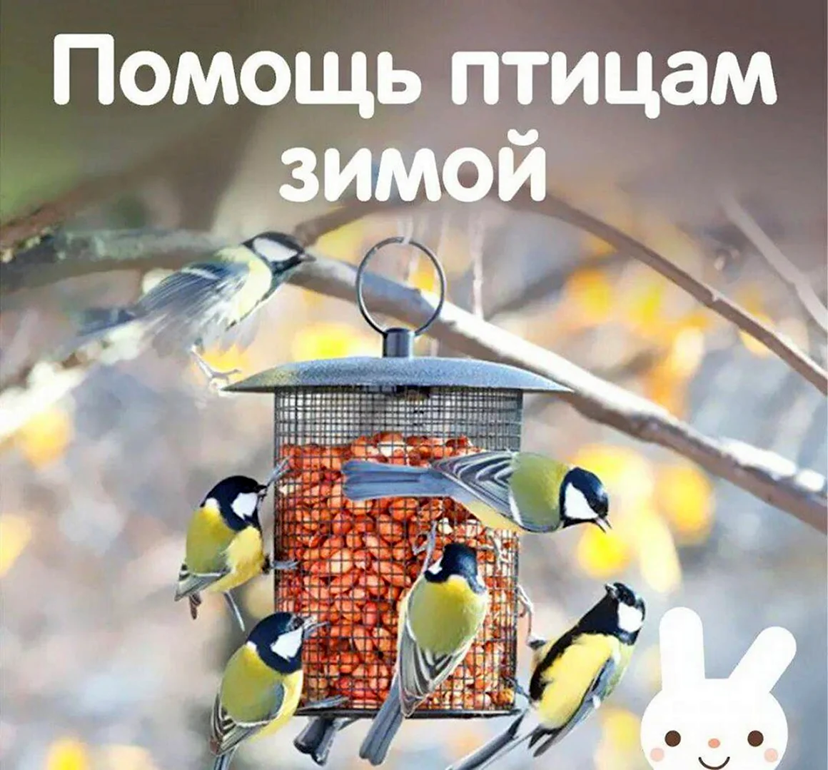 Помощь птицам зимой