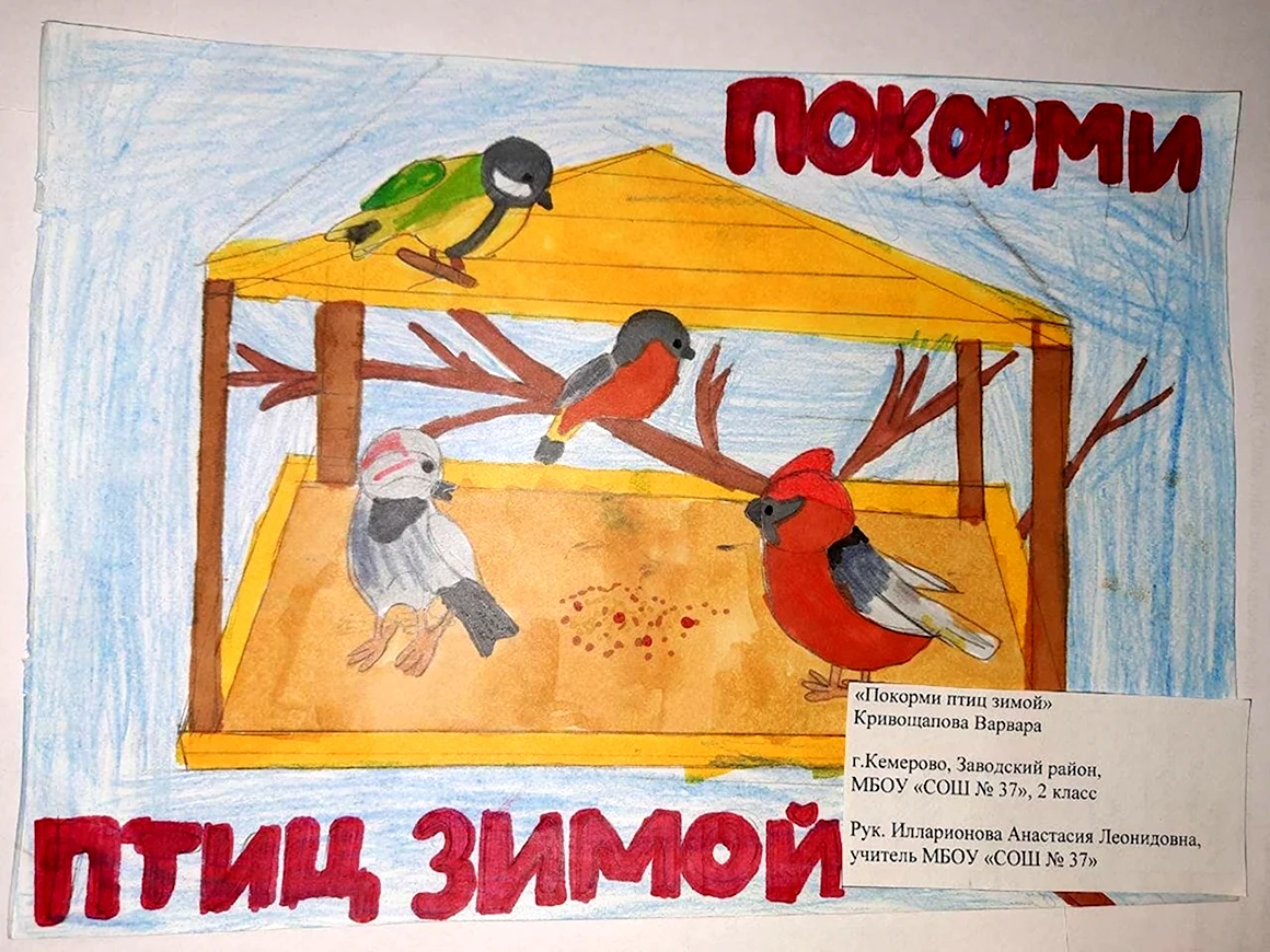 Поможем зимующим птицам рисунки
