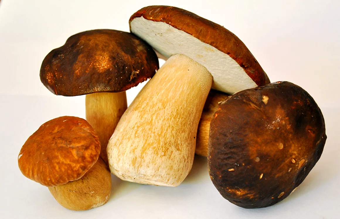 Porcini гриб