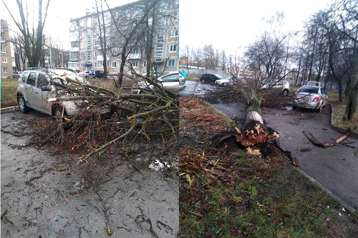Последствия сильного ветра