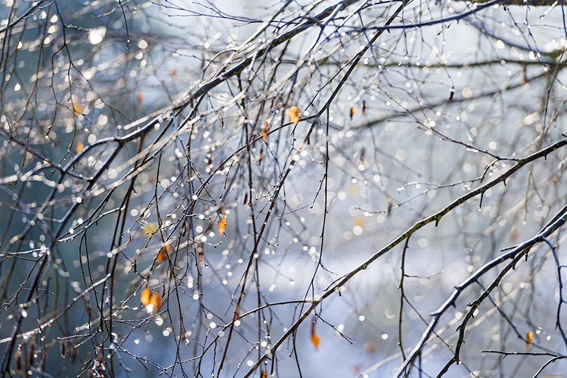 Поздняя осень дождь
