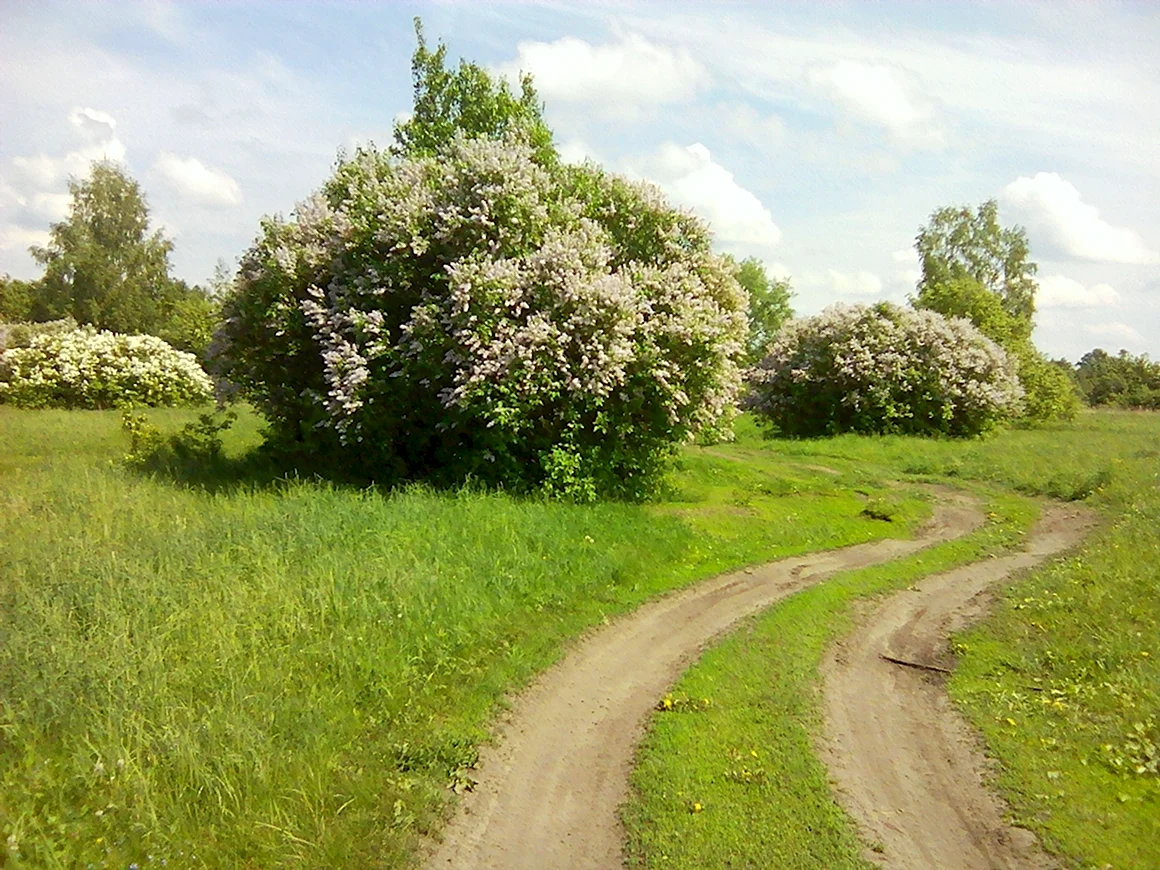 Поздняя Весна