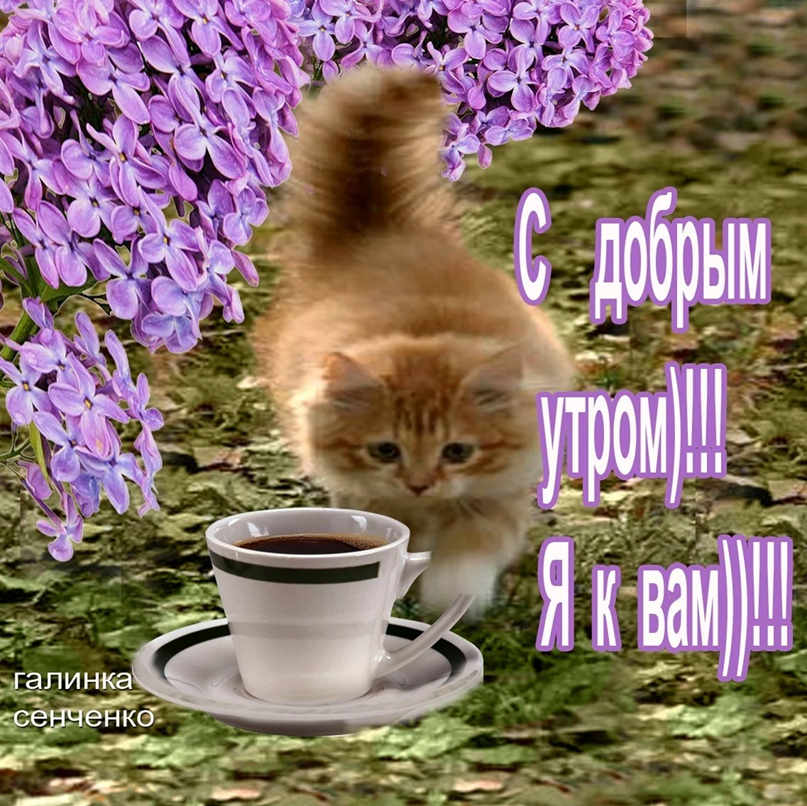 Поздравление с добрым утром с котятами