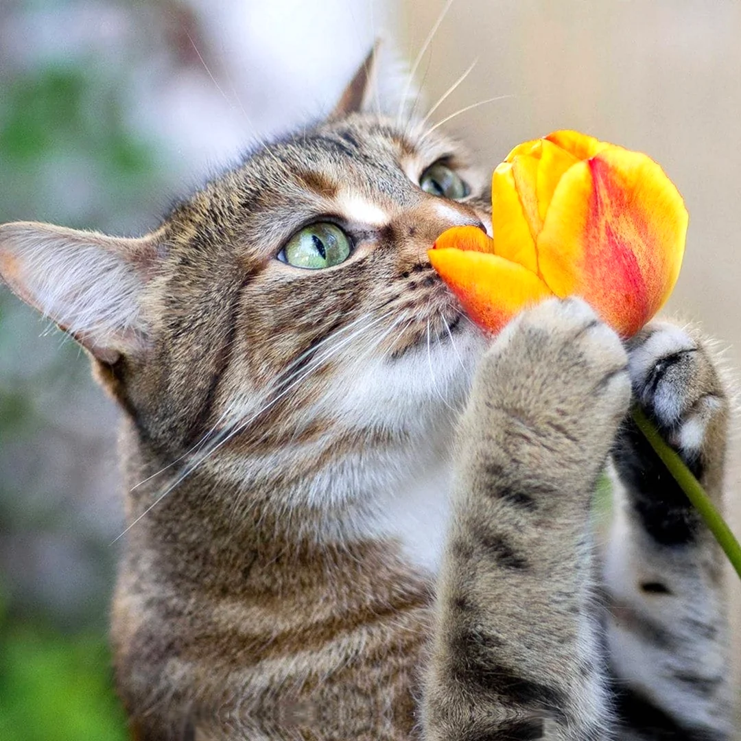 Позитивные коты