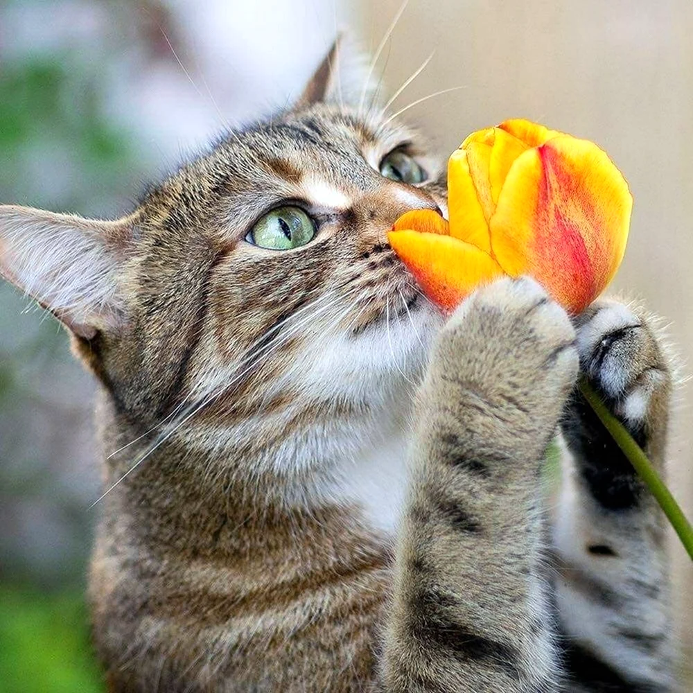Позитивные коты