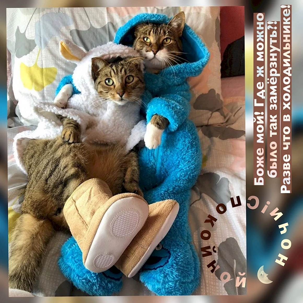 Позитивные коты