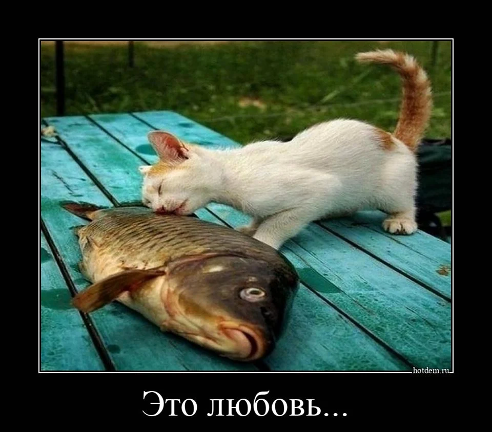 Позитивные животные для поднятия настроения