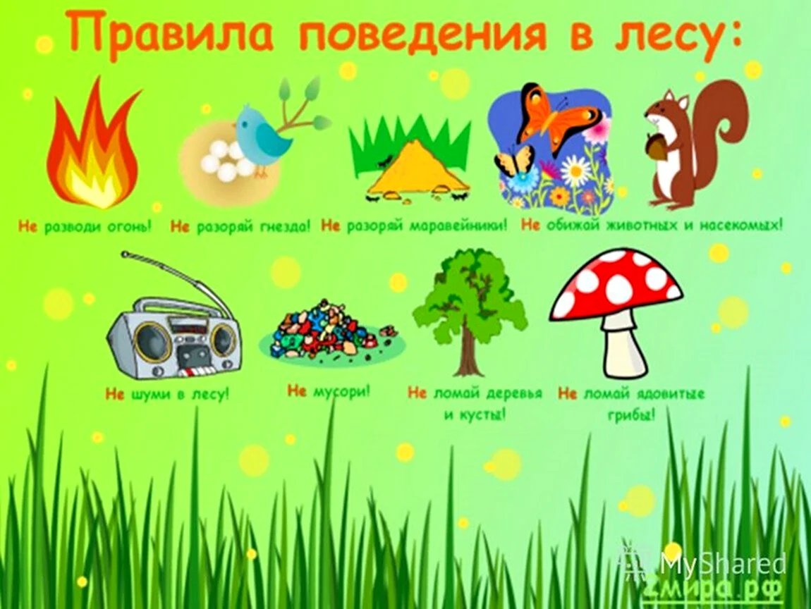 Правила поведения в лесу