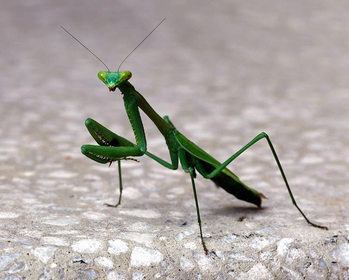 Praying Mantis насекомое