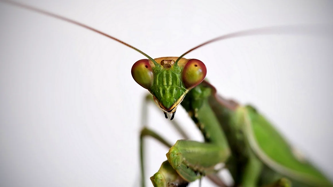Praying Mantis Жук