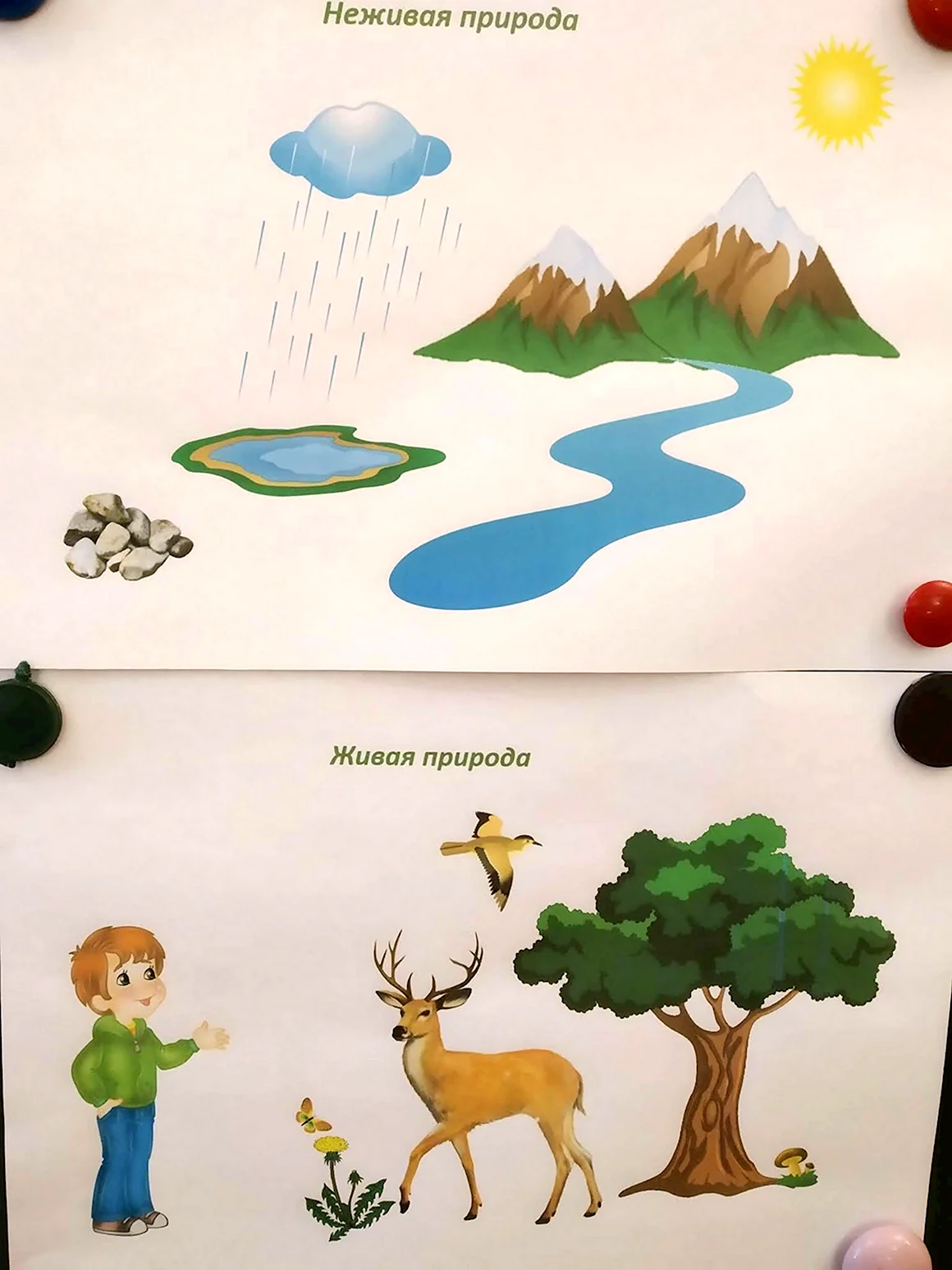 Предметы живой и неживой природы