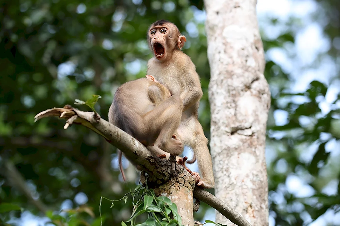 Премия comedy Wildlife Photography