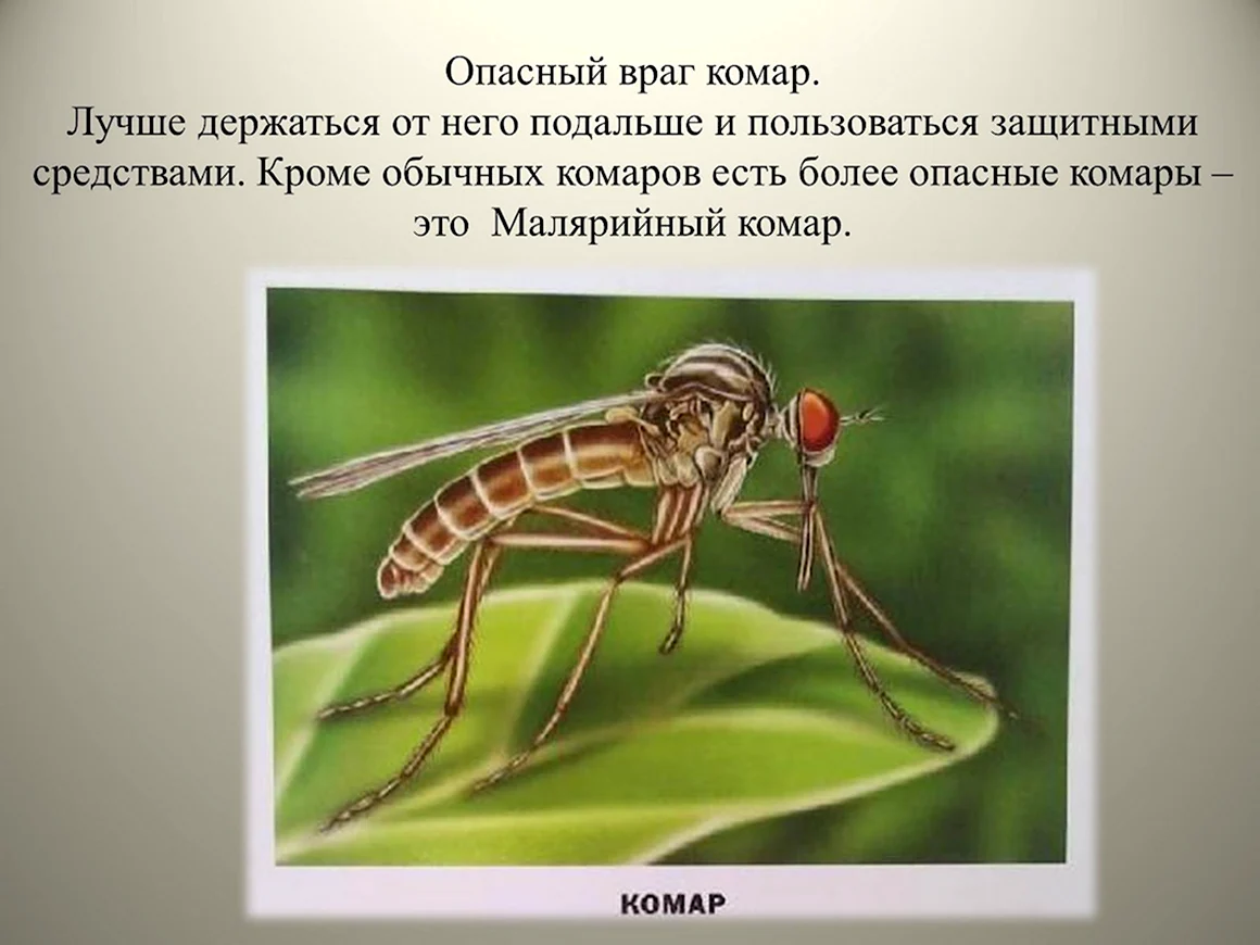 Презентация на тему комары