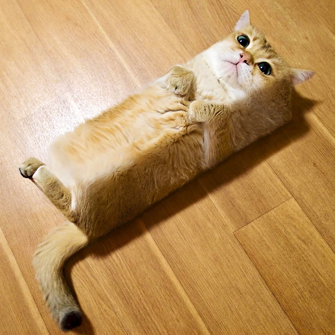 Прямоугольный кот