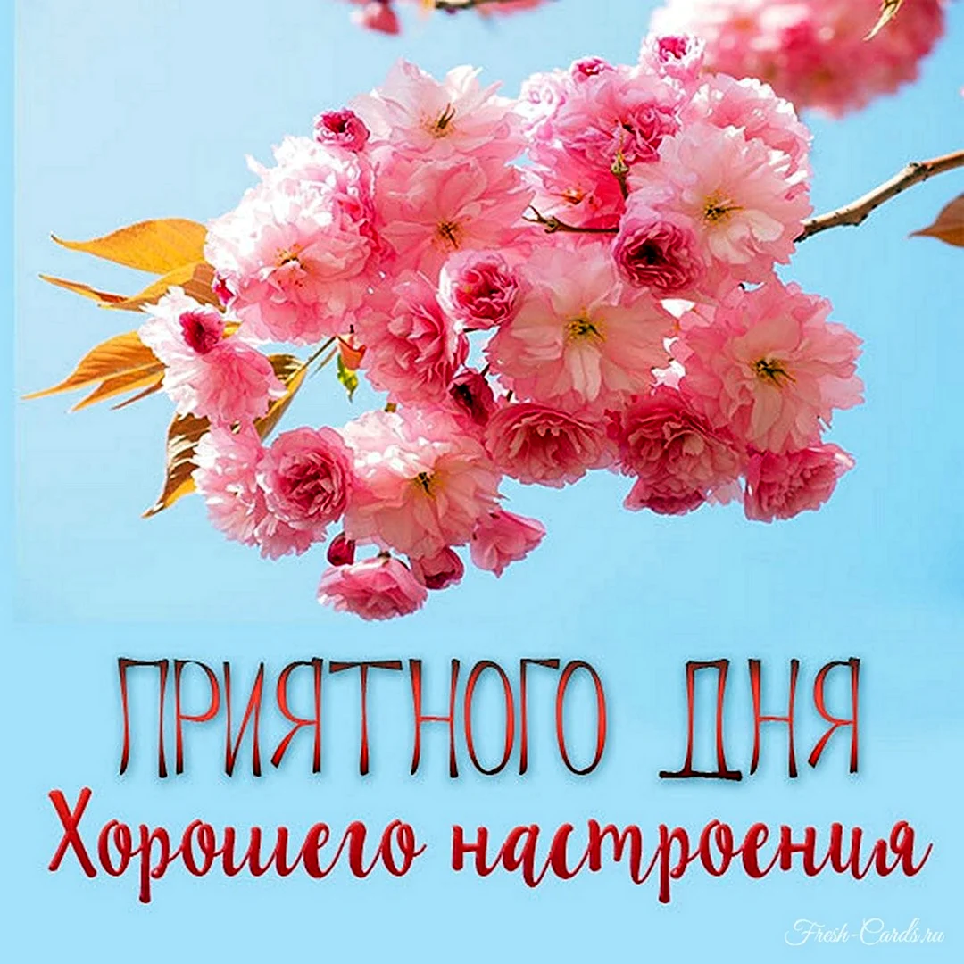 Приятного дня и хорошего настроения девушке
