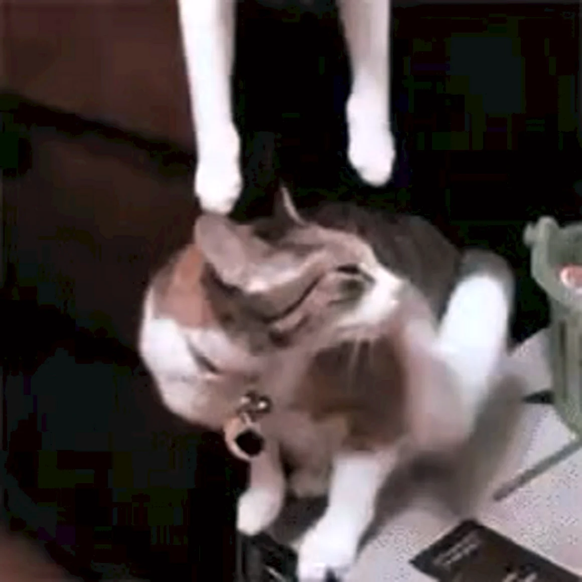 Прикольные гифки с котиками