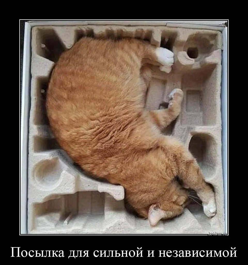 Прикольные картинки для поднятия настроения демотиваторы