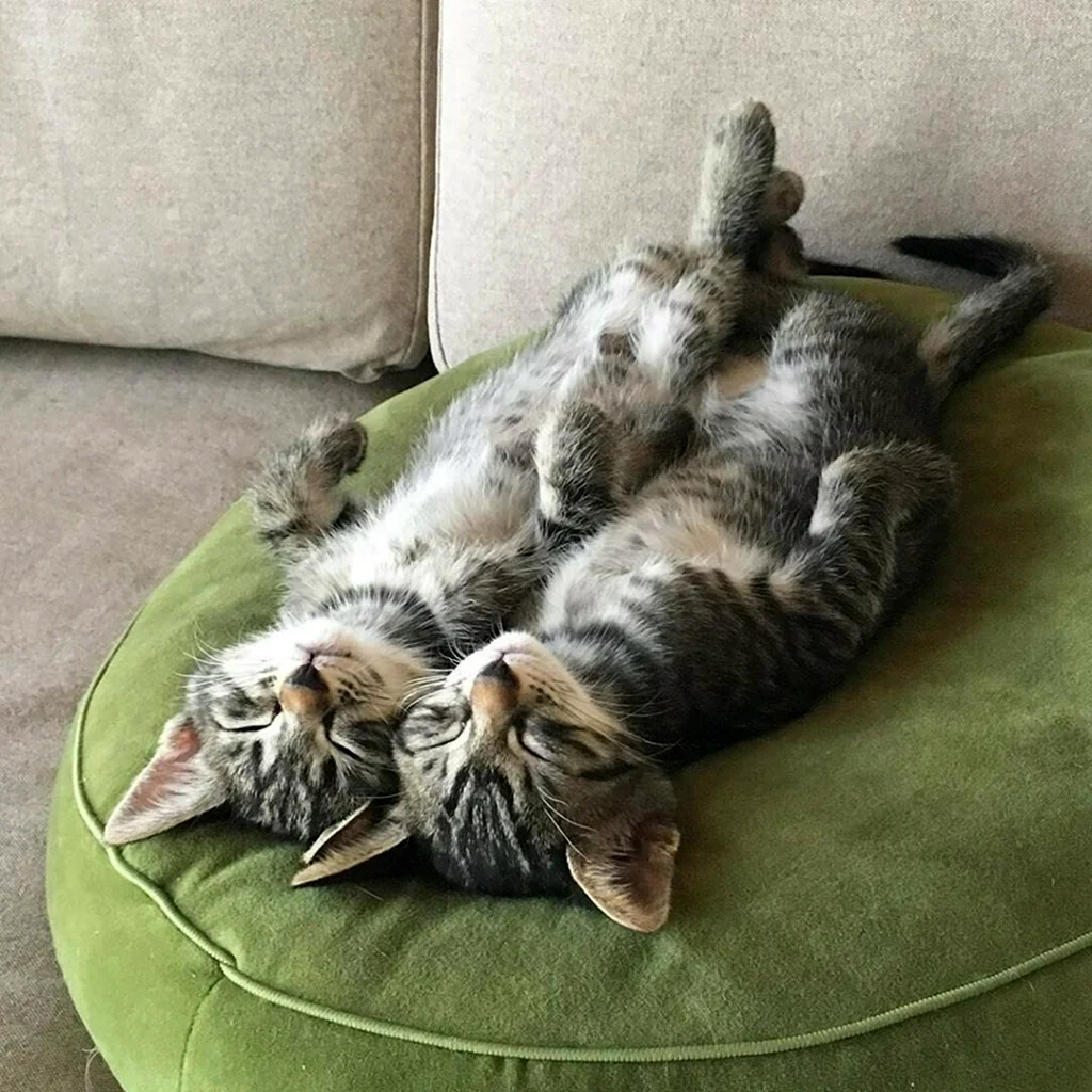 Прикольные кошки